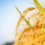 Paddy field landscape with ripening crops in autumn sunlight and yellow rice ears and rice bountiful harvest concept